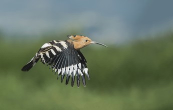 Eurasian Hoopoe (Upupa epops) flying, Aosta Valley, Italy