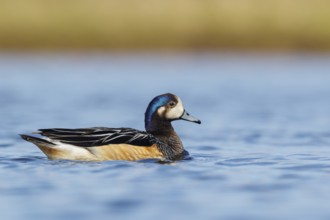 Chiloe Wigeon (Anas sibilatrix) swimming on a small pond in the Falkland Islands