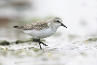 Red-necked Stint (Calidris ruficollis) foraging, Victoria, Australia