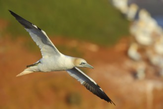Northern Gannet (Morus bassanus), Schleswig-Holstein, Germany