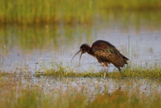 Glossy Ibis (Plegadis falcinellus) foraging, Greece