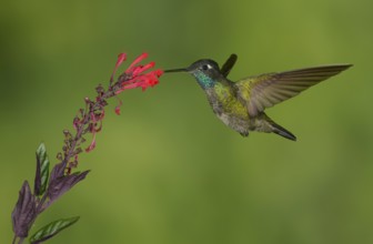Magnificent Hummingbird (Eugenes fulgens) - San Gerrardo de Dota, Costa Rica