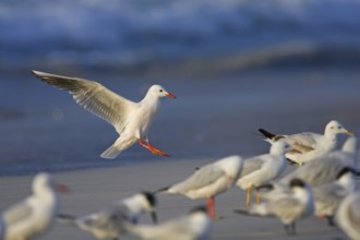 Slender-billed Gull (Chroicocephalus genei) flying, Oman