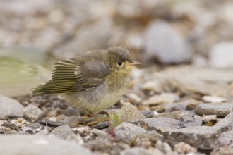 American Yellow Warbler (Setophaga aestiva) juvenile, Arizona, USA