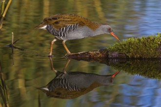 Water Rail (Rallus aquaticus), Cheshire, United Kingdom