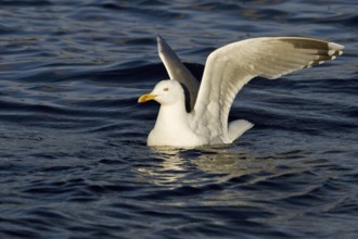 European Herring Gull (Larus argentatus), Lower Saxony, Germany
