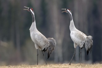 Common Crane (Grus grus) mating, Vaestergoetland, Sweden