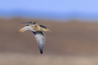 Ruff (Calidris pugnax) territorial male in breeding plumage flying in spring, Scandinavia