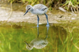 Small juvenile bird next to a pool of water with reflection, Avocet, (Recurvirostra avosetta),