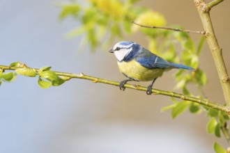Blue tit (Parus caeruleus) Germany
