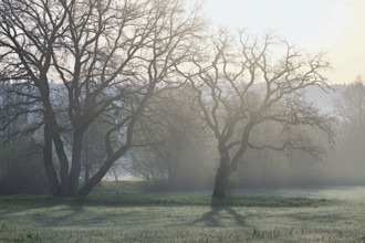 Meadows and trees in the early morning mist, Reusstal, Aristau, Freiamt, Canton Aargau, Switzerland