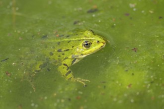 Edible frog (Pelophylax esculentus) in water, Bavaria, Germany