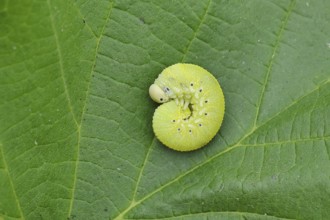 Birch Sawfly, Birch Button Hornworm Wasp (Cimbex femoratus), Birch Sawfly (Symphyta), Birch Button