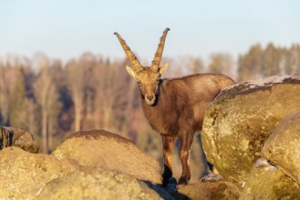 A male ibex (Capra ibex) is standing on a rock in the warm evening light. The sky and a forest can