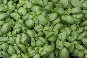 Basil (Ocimum basilicum), Bavaria, Germany