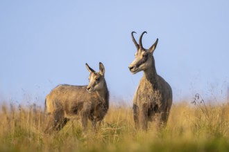 Chamois (Rupicapra rupicapra) mother with her youngster on a meadow in the Vosges Mountains,