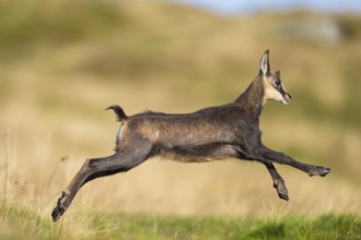 Chamois (Rupicapra rupicapra) youngster on a meadow in the Vosges Mountains, wildlife, France