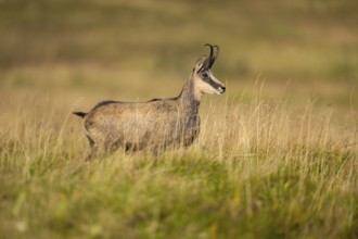 Chamois (Rupicapra rupicapra) on a meadow in the Vosges Mountains, wildlife, France