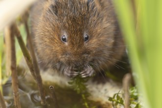 Water vole (Arvicola amphibius) adult rodent animal feeding on pond weed in a reedbed in summer,