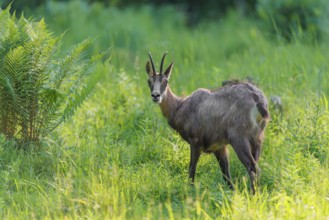 An adult chamois (Rupicapra rupicapra) stands in the tall grass of a green meadow on a sunny day..