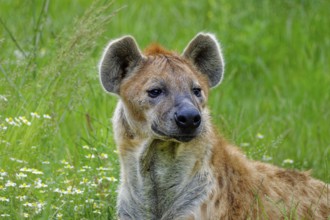 Animal portrait, spotted hyena (Crocuta crocuta), attentive, captive, distribution sub-Saharan