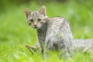European wildcat (Felis silvestris silvestris) on a meadow, Hesse, Germany