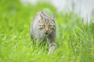 European wildcat (Felis silvestris silvestris) on a meadow, Hesse, Germany