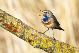 Bluethroat (Luscinia svecica cyanecula) ml Germany