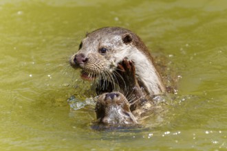 Two otters, one seems to be playfully hugging the other, European otter (Lutra lutra) Germany