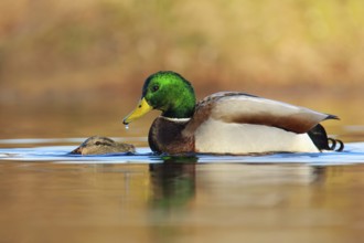 Mallard (Anas platyrhynchos) mating, British Columbia, Canada