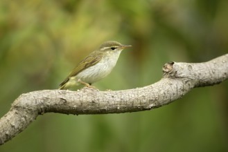 Ijimalaubsänger (Phylloscopus ijimae) perched on a branch, Miyakejima, Japan