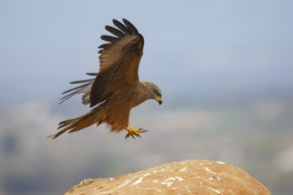 Black Kite (Milvus migrans) landing on a rock, Spain
