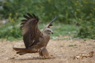 Black Kite (Milvus migrans) landing, Spain