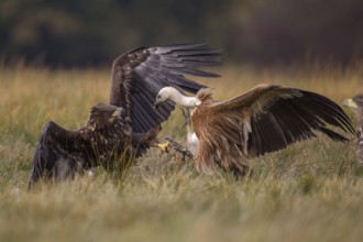 White-tailed Eagle & Griffon Vulture (Haliaeetus albicilla & Gyps fulvus) wrangling, Poland