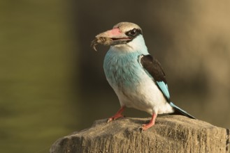 Blue-breasted Kingfisher (Halcyon malimbica), Gambia