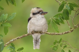 Laughing Kookaburra (Dacelo novaeguineae), Victoria, Australia