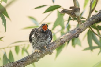 Common Cuckoo (Cuculus canorus) juvenile begging near the nest of an Eurasian Reed Warbler,