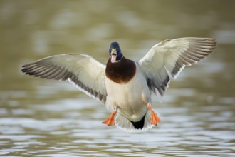 Männliche Stockente im Flug