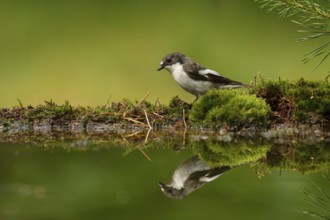 European Pied Flycatcher (Ficedula hypoleuca) male, Utrecht, Netherlands