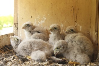 Common Kestrel (Falco tinnunculus) chick, Lower Saxony, Germany