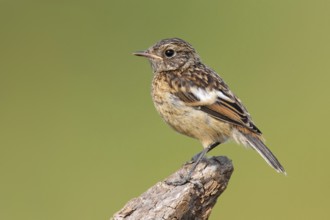 European Stonechat (Saxicola rubicola), Lake Neusiedl, Austria