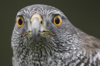 Northern Goshawk (Accipiter gentilis), Lower Saxony, Germany