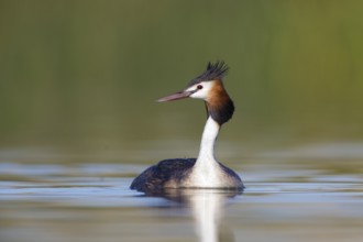 Australasian Crested Grebe (Podiceps cristatus australis), Victoria, Australia
