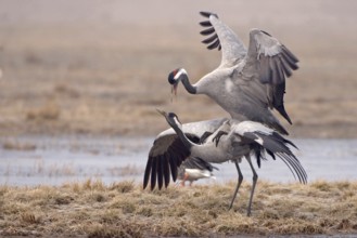Common Crane (Grus grus) pair mating, Vaestergoetland, Sweden