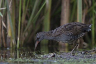 Water Rail (Rallus aquaticus) foraging, Saxony, Germany