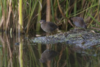 Spotted Crake & Water Rail (Porzana porzana & Rallus aquaticus) foraging, Saxony, Germany