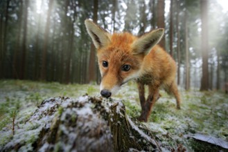 Red fox in the nature forest habitat wide angle lens picture. Animal with tree trunk with first