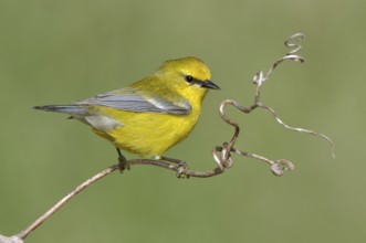 Blue-winged Warbler (Vermivora cyanoptera), Texas, USA
