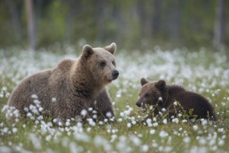 Eurasian Brown Bear (Ursus arctos) mother with cub in white cottongrass, Finland