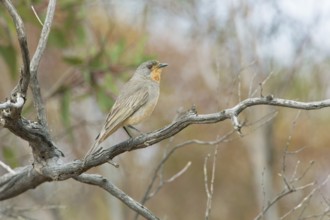 Red-lored Whistler (Pachycephala rufogularis) male perched on a branch, Victoria, Australia